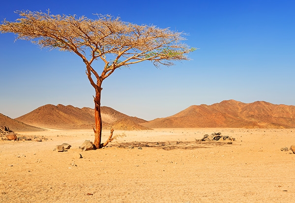 Afrique du Nord - Moyen-Orient à l&#039;horizon 2050, vers une dépendance accrue aux importations agricoles